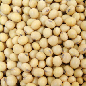 SOYBEAN SEEDS