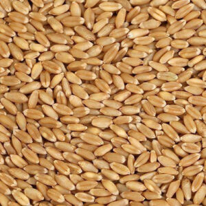 WHEAT GRAINS