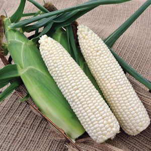 White corn